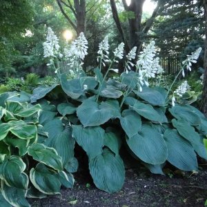 Funkia (Hosta plantaginea) ´BLUE ANGEL´ - výška 10-15 cm, kont. C1L